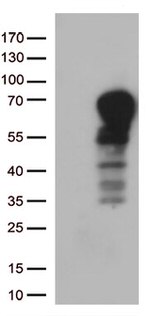 DOK3 Antibody in Western Blot (WB)