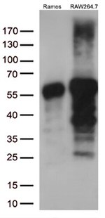 DOK3 Antibody in Western Blot (WB)