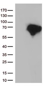 DOK3 Antibody in Western Blot (WB)