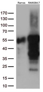 DOK3 Antibody in Western Blot (WB)