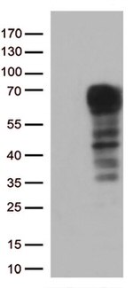 DOK3 Antibody in Western Blot (WB)