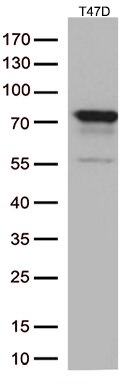 PDZK1 Antibody in Western Blot (WB)