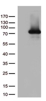 PDZK1 Antibody in Western Blot (WB)