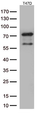 PDZK1 Antibody in Western Blot (WB)