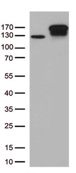 TRPS1 Antibody in Western Blot (WB)