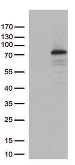 PDZK1 Antibody in Western Blot (WB)