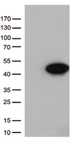 Arginase 1 (ARG1) Antibody in Western Blot (WB)