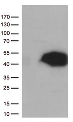 Arginase 1 (ARG1) Antibody in Western Blot (WB)