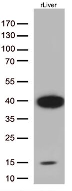 Arginase 1 (ARG1) Antibody in Western Blot (WB)