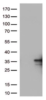 TNFSF9 Antibody in Western Blot (WB)