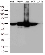 Calreticulin (CALR) Antibody in Western Blot (WB)