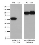 Calreticulin (CALR) Antibody in Western Blot (WB)