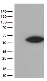 Arginase 1 (ARG1) Antibody in Western Blot (WB)