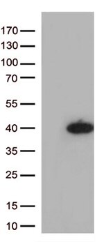 SOX2 Antibody in Western Blot (WB)