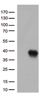 Caspase 3 (CASP3) Antibody in Western Blot (WB)