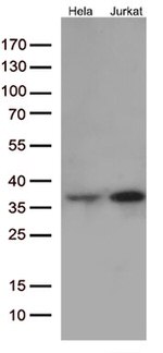 Caspase 3 (CASP3) Antibody in Western Blot (WB)