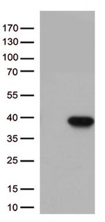 Caspase 3 (CASP3) Antibody in Western Blot (WB)