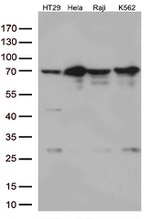 Nucleostemin (GNL3) Antibody in Western Blot (WB)