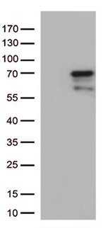 Nucleostemin (GNL3) Antibody in Western Blot (WB)