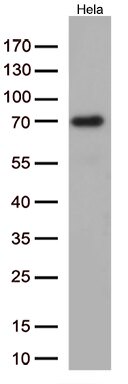 Nucleostemin (GNL3) Antibody in Western Blot (WB)
