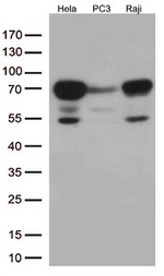 Nucleostemin (GNL3) Antibody in Western Blot (WB)