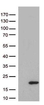 IL10 Antibody in Western Blot (WB)