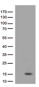 IL8 (CXCL8) Antibody in Western Blot (WB)