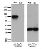 YAP1 Antibody in Western Blot (WB)