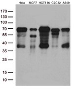 YAP1 Antibody in Western Blot (WB)