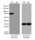 YAP1 Antibody in Western Blot (WB)