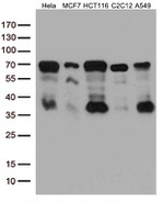 YAP1 Antibody in Western Blot (WB)