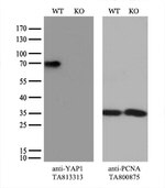 YAP1 Antibody in Western Blot (WB)