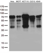 YAP1 Antibody in Western Blot (WB)