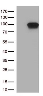 DDX4 Antibody in Western Blot (WB)