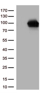 DDX4 Antibody in Western Blot (WB)