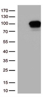 DDX4 Antibody in Western Blot (WB)