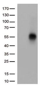TNFRSF14 Antibody in Western Blot (WB)