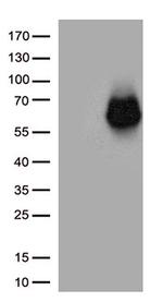 SDC1 Antibody in Western Blot (WB)