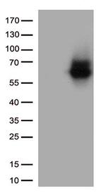 SDC1 Antibody in Western Blot (WB)