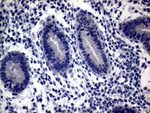 CFI Antibody in Immunohistochemistry (Paraffin) (IHC (P))
