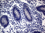 CFI Antibody in Immunohistochemistry (Paraffin) (IHC (P))