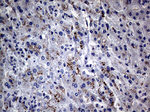 CFI Antibody in Immunohistochemistry (Paraffin) (IHC (P))