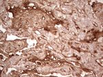 CFI Antibody in Immunohistochemistry (Paraffin) (IHC (P))
