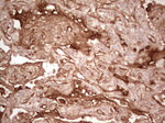 CFI Antibody in Immunohistochemistry (Paraffin) (IHC (P))