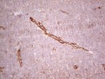 CFI Antibody in Immunohistochemistry (Paraffin) (IHC (P))