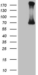 CFI Antibody in Western Blot (WB)