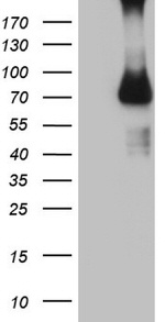 CFI Antibody in Western Blot (WB)