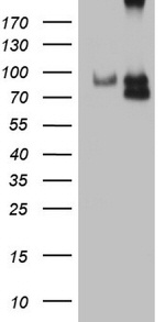 CFI Antibody in Western Blot (WB)