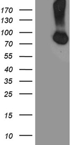 CFI Antibody in Western Blot (WB)