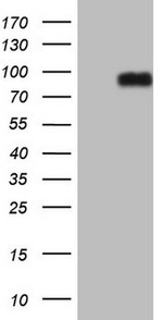 CFI Antibody in Western Blot (WB)